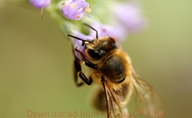 免费短信云呼轰炸机